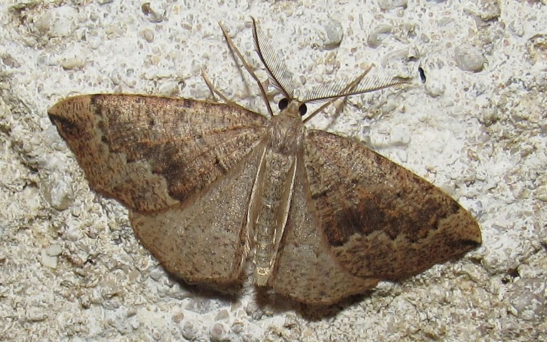 Papillons - La phalène du sapin - Pungeleria capreolaria - Mâle