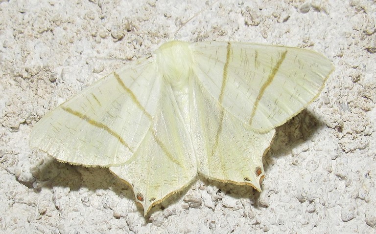Papillons - La phalène du sureau - Ourapteryx sambucaria