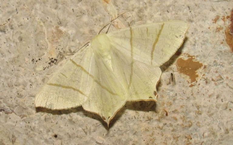 Papillons - La phalène du sureau - Ourapteryx sambucaria