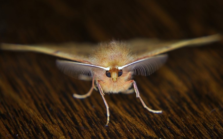 16 octobre 2012 - Photo Laurent GIVERNAUD Papillons - Phalène emplumée - Colotois pennaria - Mâle