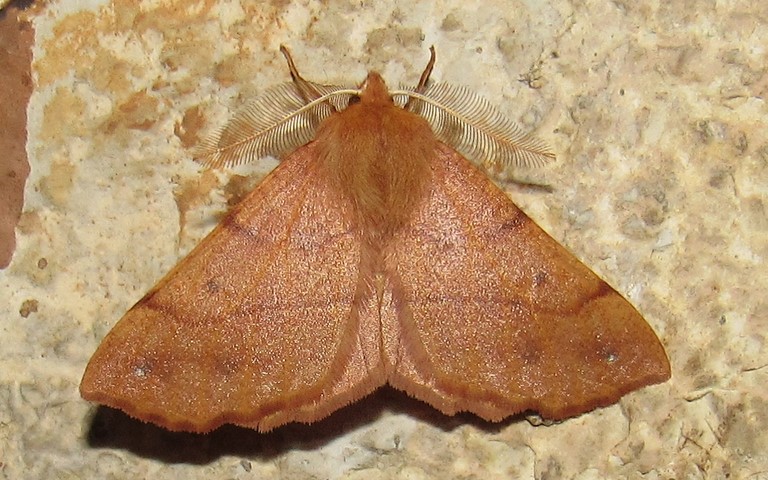 27 octobre 2022 Papillons - Phalène emplumée - Colotois pennaria - Mâle