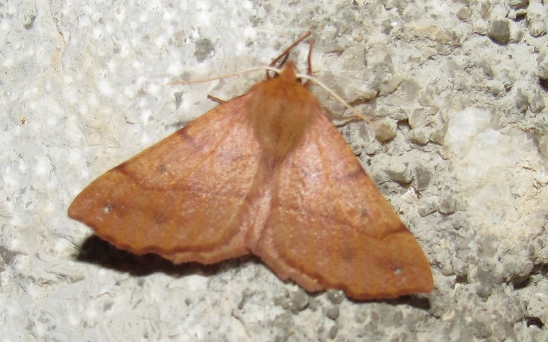 27 octobre 2022 Papillons - Phalène emplumée - Colotois pennaria - Mâle