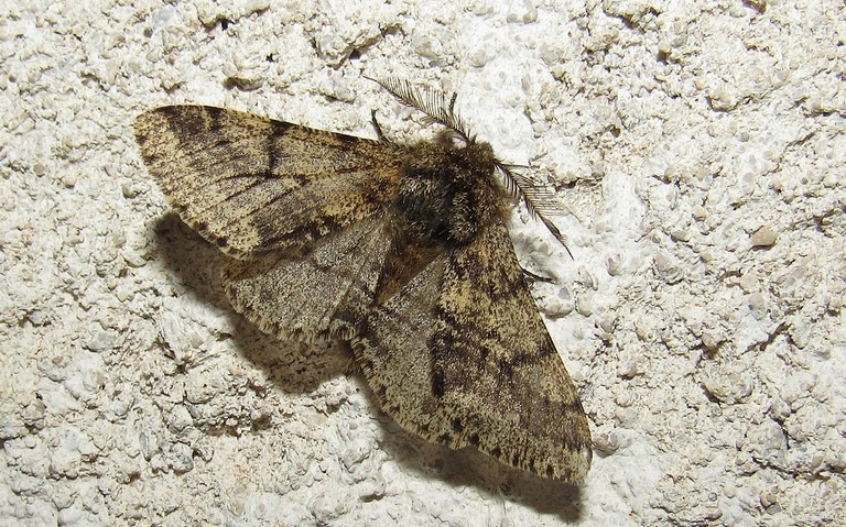 Papillons - Phalène hérissée - Lycia hirtaria - Mâle