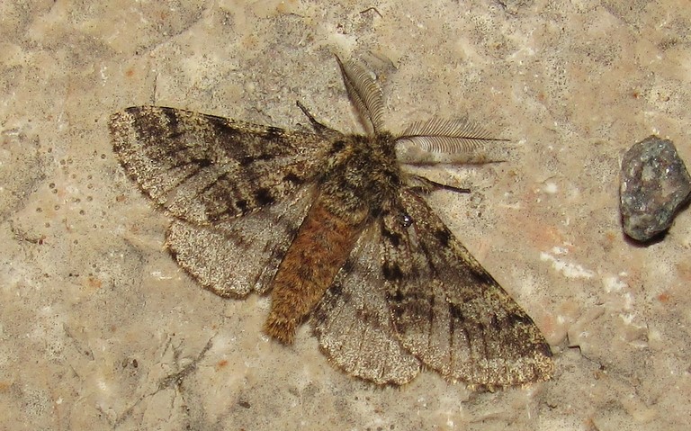 Papillons - Phalène hérissée - Lycia hirtaria - Mâle