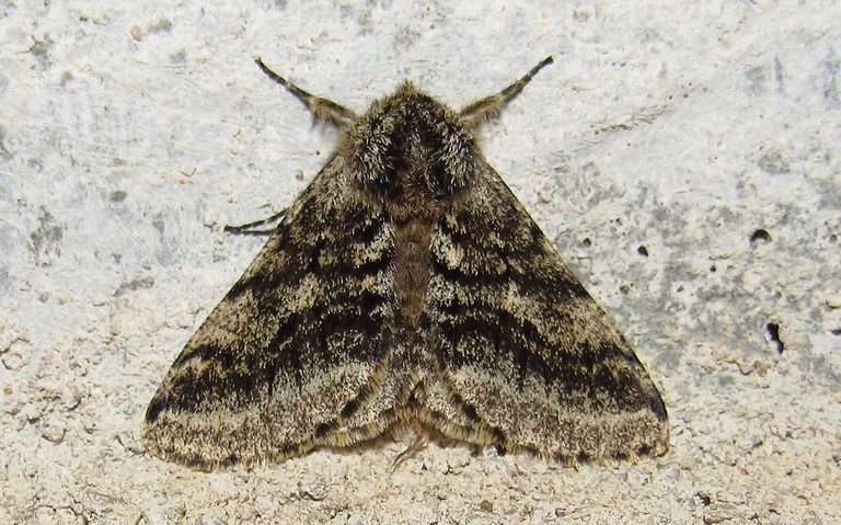 Papillons - Phalène hérissée - Lycia hirtaria - Mâle