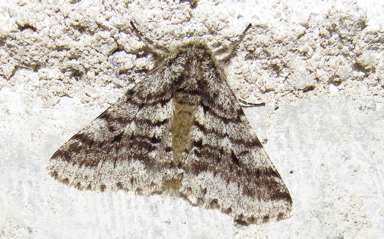 Papillons - Phalène hérissée - Lycia hirtaria - Mâle