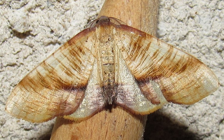 Papillons - La phalene linéolee - Plagodis dolabraria - Male