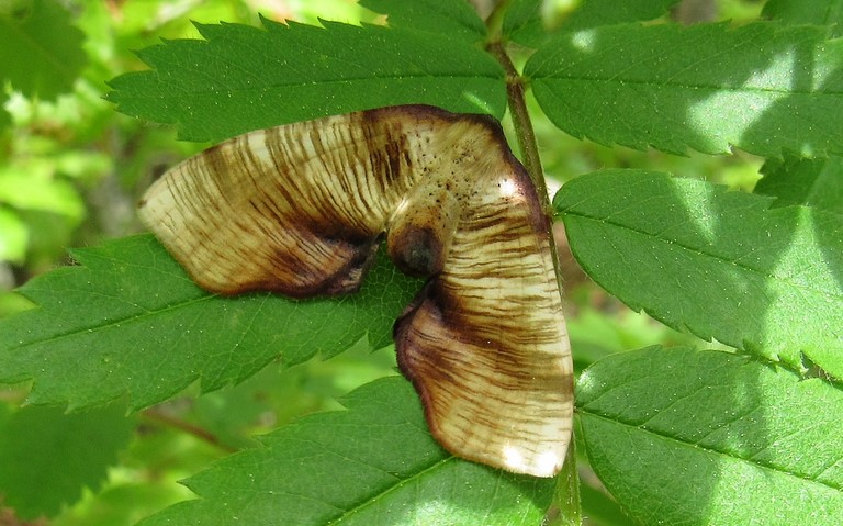 Papillons - La phalène linéolée - Plagodis dolabraria - Mâle