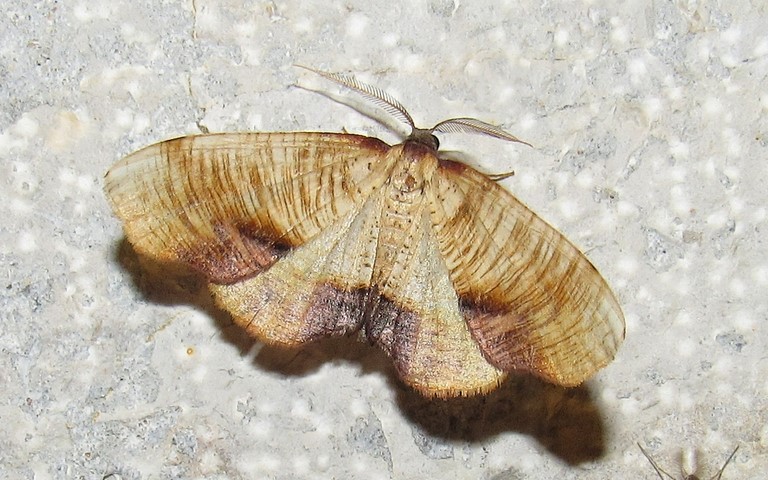 Papillons - La phalène linéolée - Plagodis dolabraria - Mâle