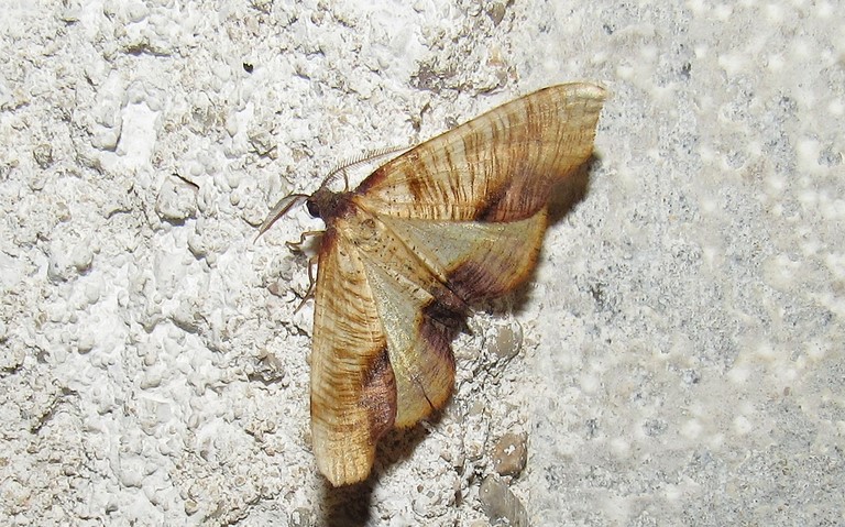 Papillons - La phalène linéolée - Plagodis dolabraria - Mâle