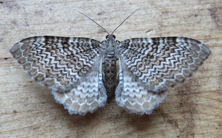 Papillons - La phalène ondulée - Hydria undulata