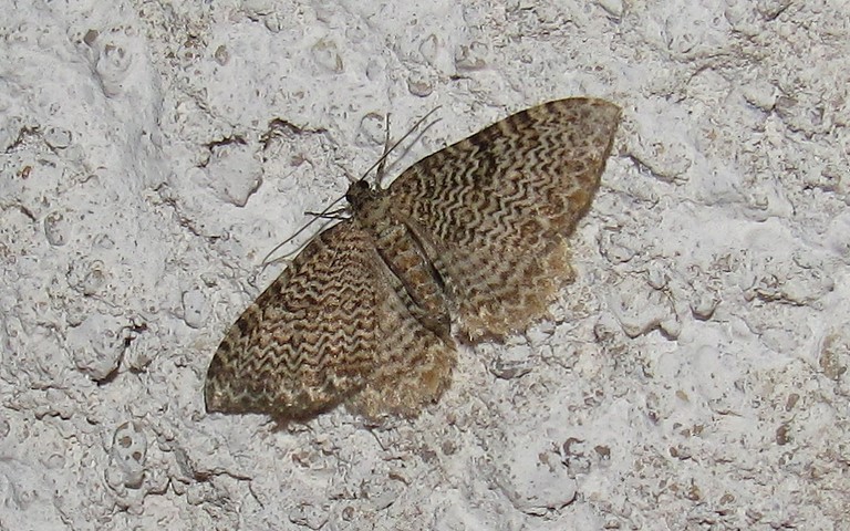 Papillons - La phalène ondulée - Hydria undulata