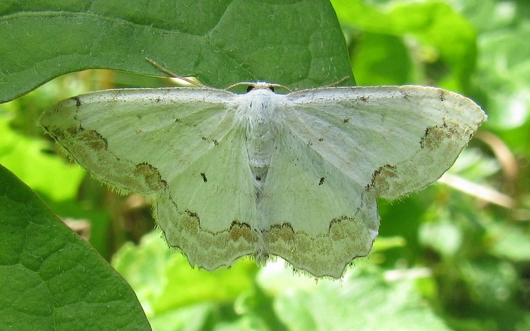 Papillons - Phalène ornée - Scopula ornata
