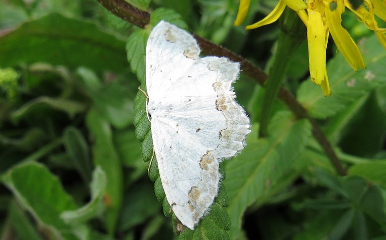 Papillons - Phalène ornée - Scopula ornata