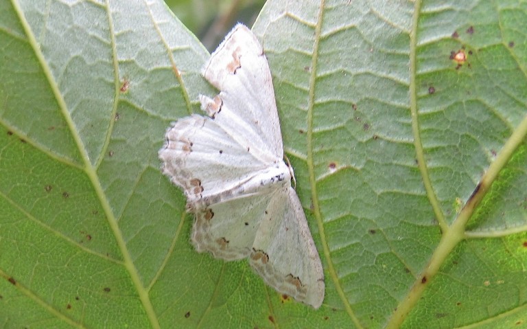 La phalène ornée - Scopula ornata