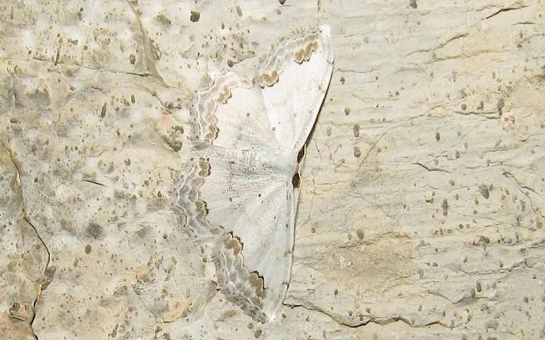 Papillons - La phalène ornée - Scopula ornata