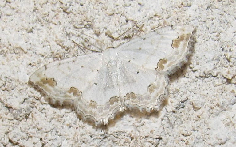 Papillons - Phalene ornee - Scopula ornata