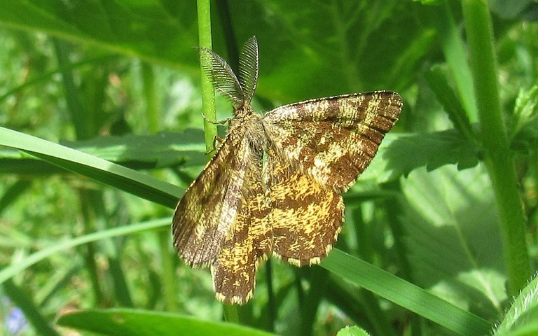 Papillons - Phalène picotée - Ematurga Atomaria - Mâle