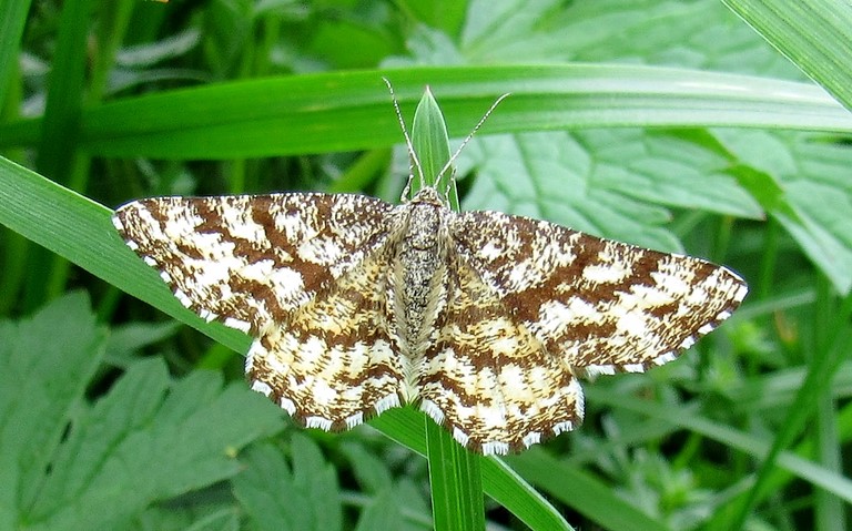 Papillons - Phalène picotée - Ematurga Atomaria - Femelle