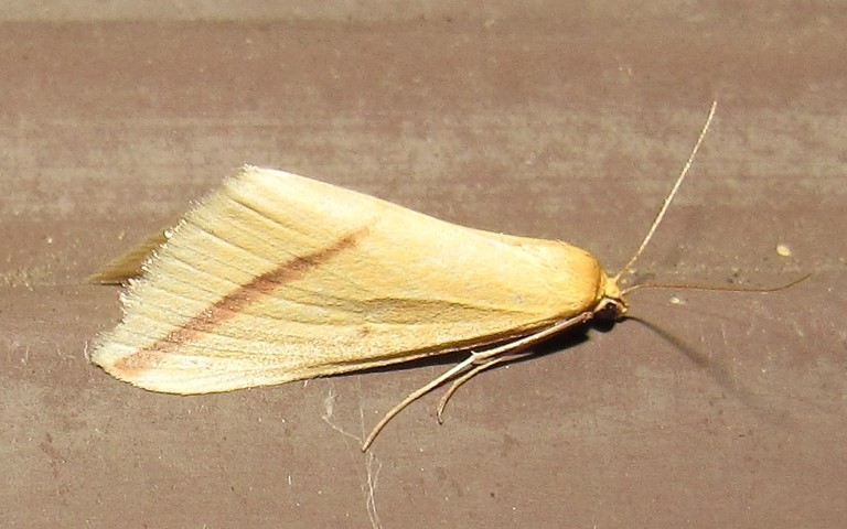 Papillons - La phalène sacrée - Rhodometra sacraria - Femelle