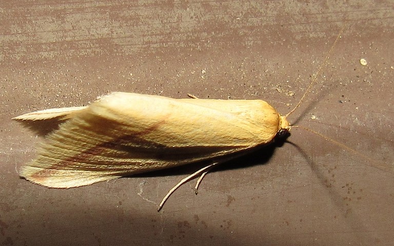 Papillons - La phalène sacrée - Rhodometra sacraria - Femelle