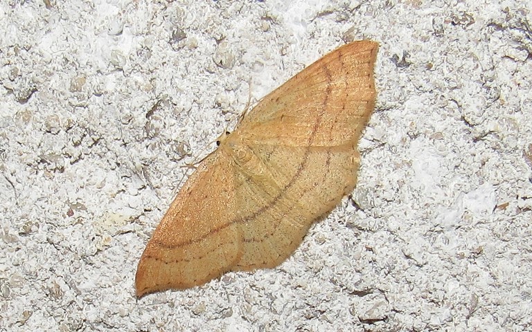 Papillons - Phalène trilignée - Cyclophora linearia - Femelle