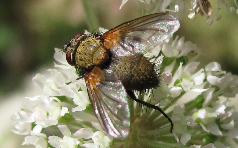 Mouches - muscoides - Phaonia sp