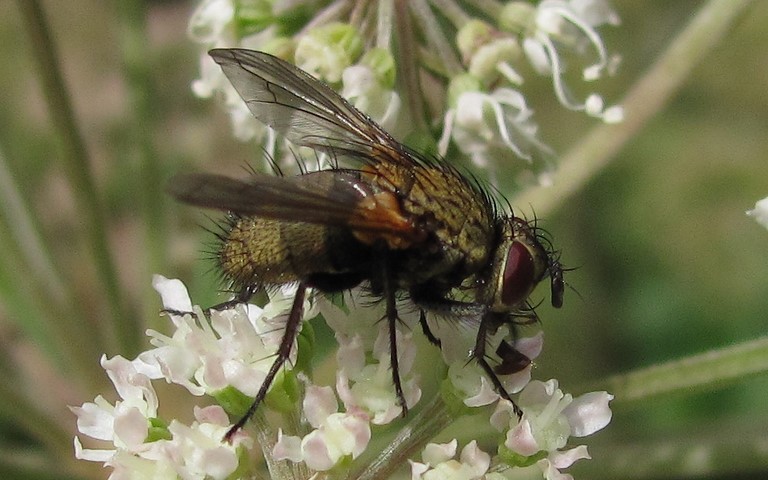 Mouches - muscoides - Phaonia sp