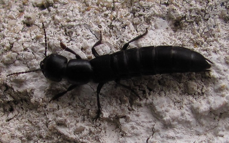 08 mai 2014 Philonthus sp.