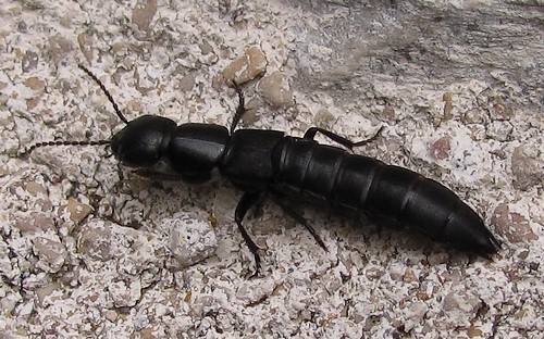 08 mai 2014 Philonthus sp.