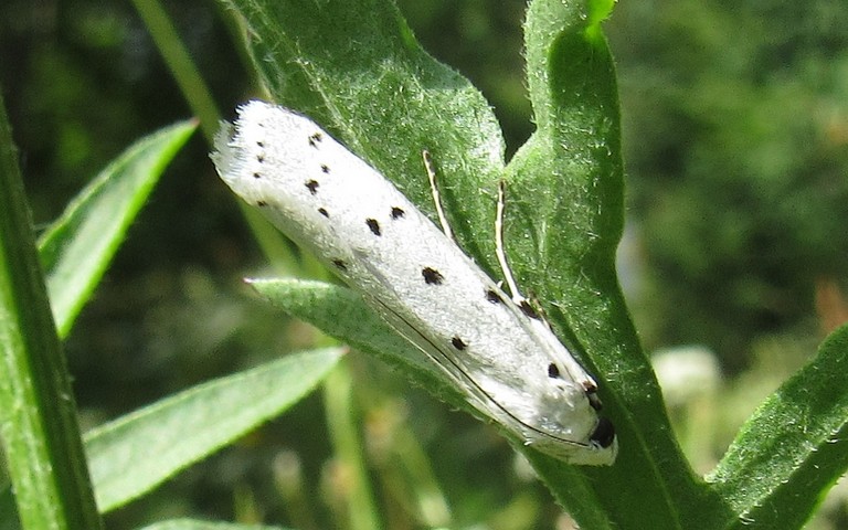 Papillons - La phycide des chardons - Myelois circumvoluta
