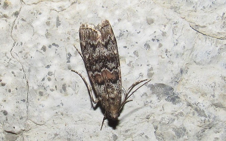 Papillons - La phycide du sapin - Dioryctria abietella