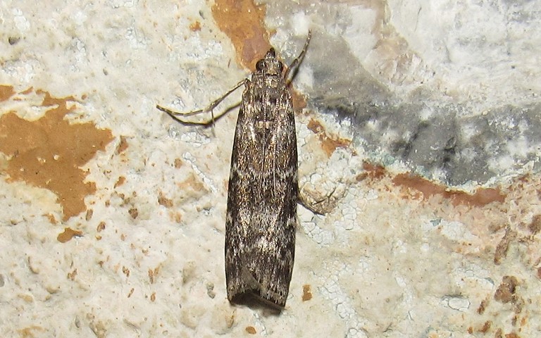 Papillons - La phycide du sapin - Dioryctria abietella