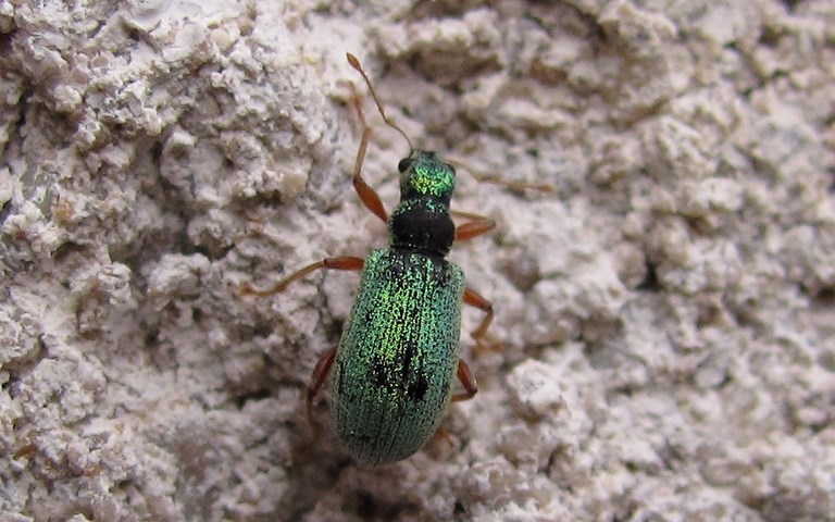 Polydrusus pterygomalis