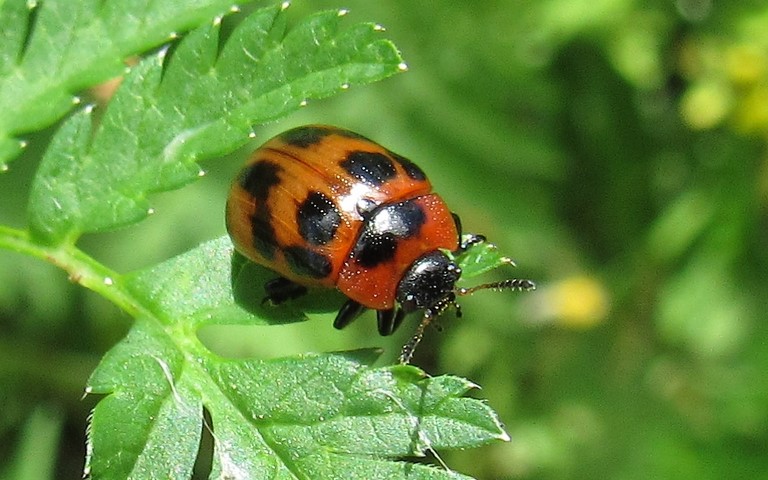 Phytodecte de l'osier - Gonioctena viminalis