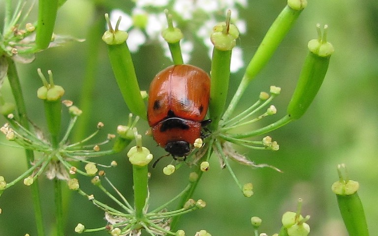 Phytodecte de l'osier - Gonioctena viminalis