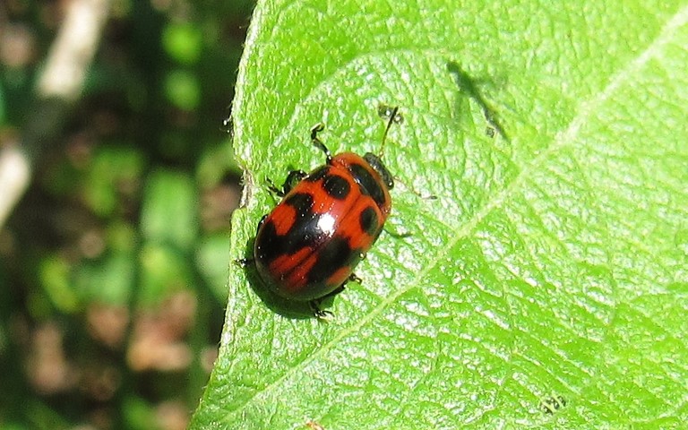 Phytodecte de l'osier - Gonioctena viminalis
