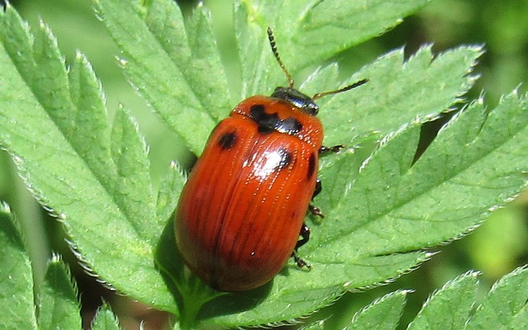 Phytodecte de l'osier - Gonioctena viminalis