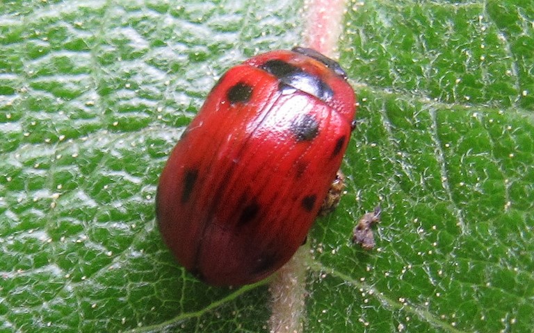 Phytodecte de l'osier - Gonioctena viminalis