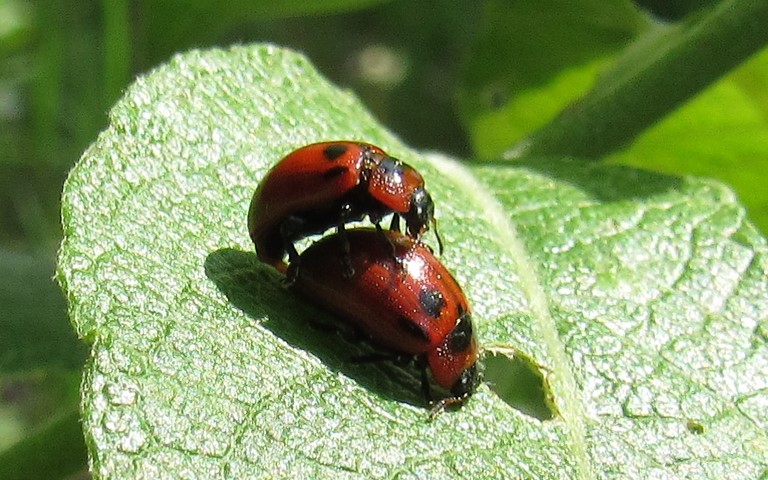 Phytodecte de l'osier - Gonioctena viminalis