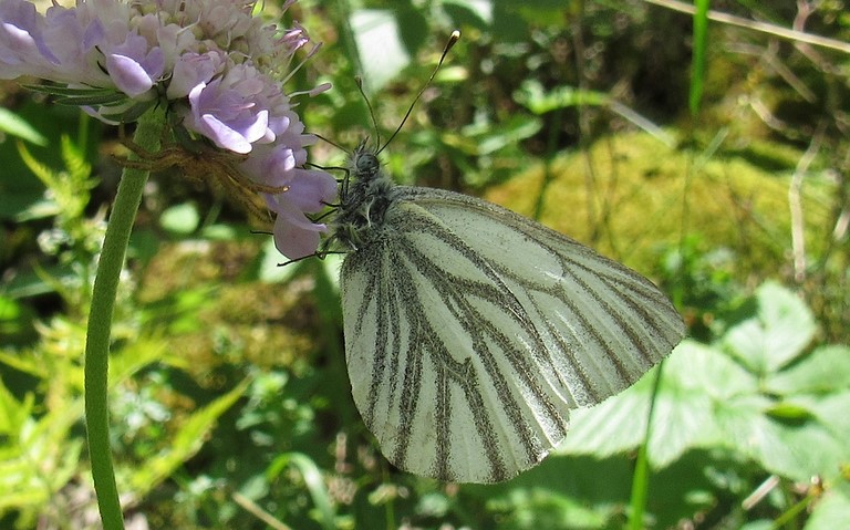 Papillons - Piéride de la bryone - Pieris Bryoniae