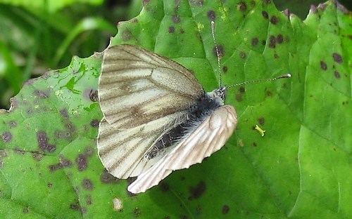 Papillons - Piéride de la bryone - Pieris Bryoniae
