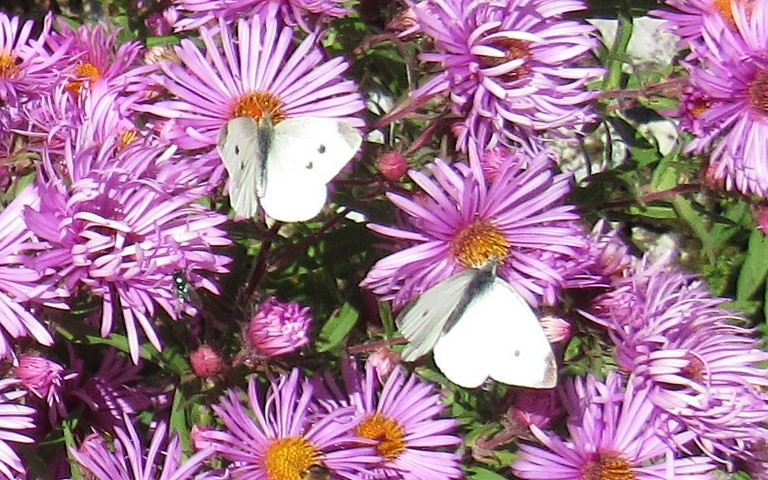 Papillons - Pieride de la rave - Pieris rapae
