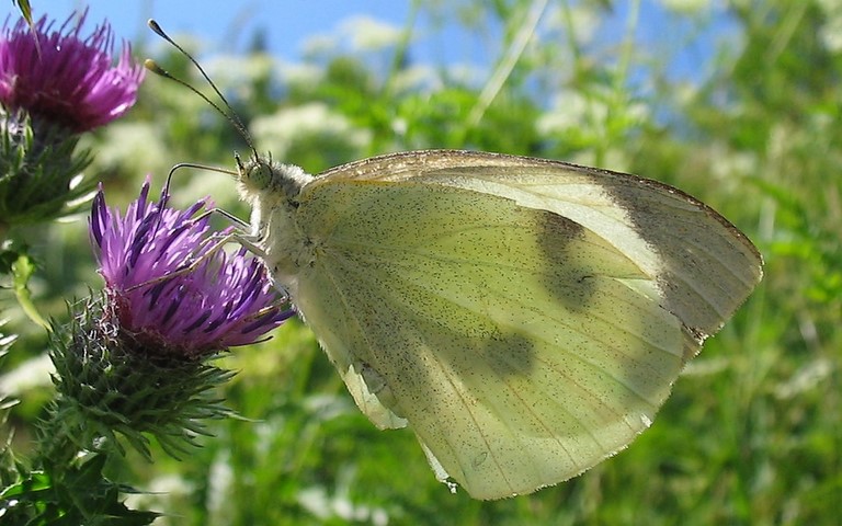 papillons - Pieride du chou - Pieris brassicae