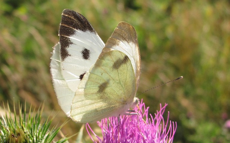 papillons - Pieride du chou - Pieris brassicae - Femelle
