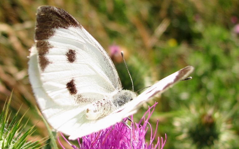 papillons - Piéride du chou - Pieris brassicae - Femelle