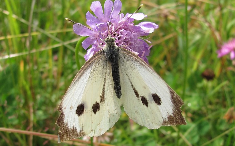 papillons - Piéride du chou - Pieris brassicae - Femelle