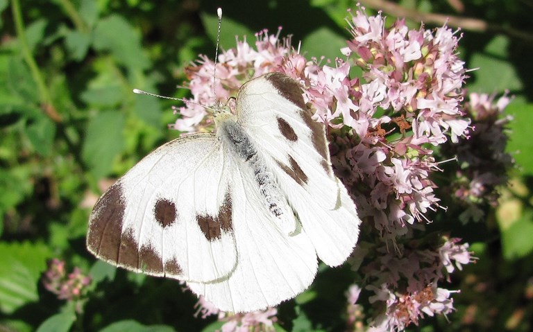 papillons - Piéride du chou - Pieris brassicae - Femelle