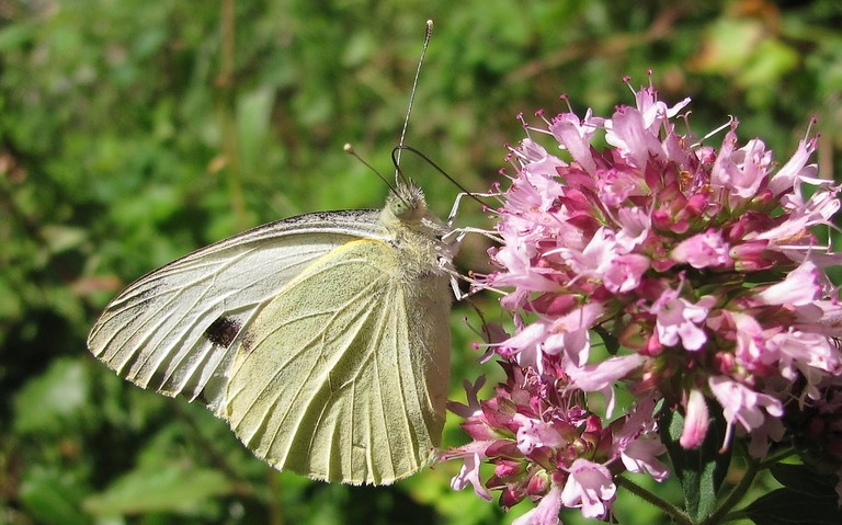 papillons - Piéride du chou - Pieris brassicae