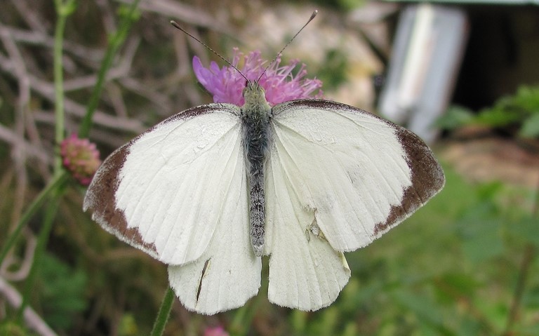 papillons - Pieride du chou - Pieris brassicae - Male